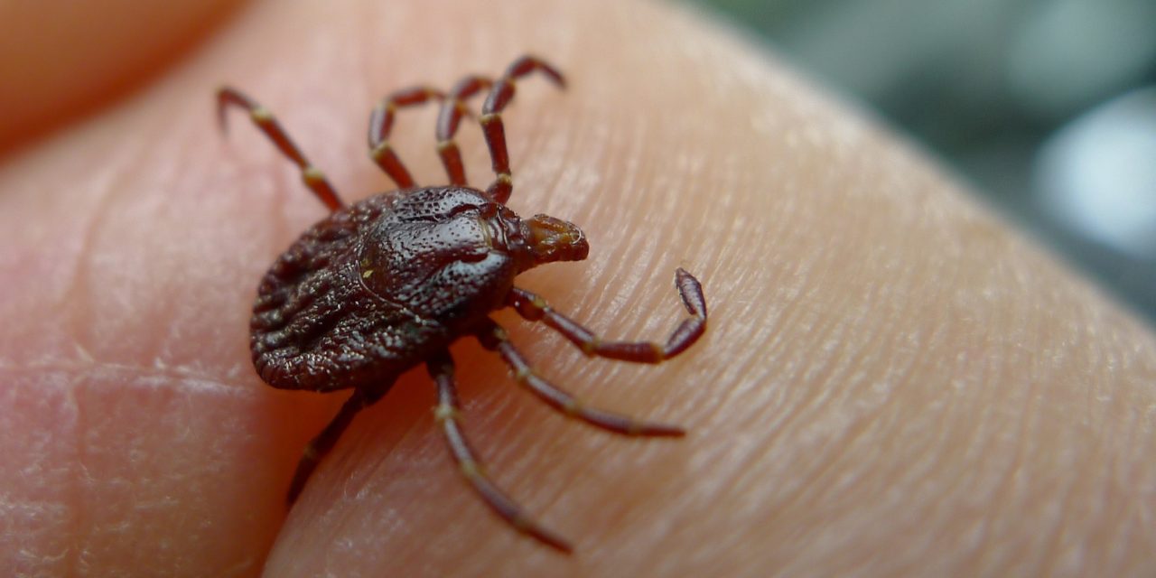 The One Thing You Need to Know If You Find a Tick